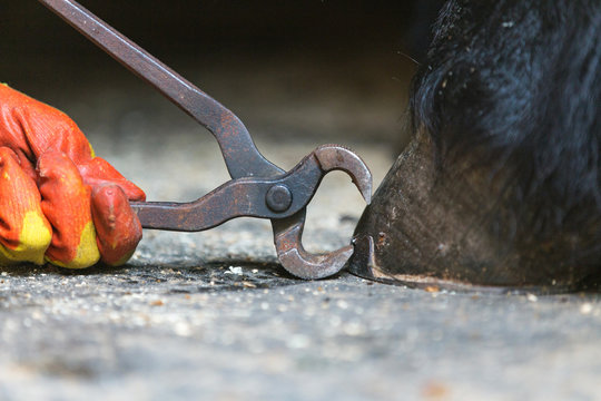 Horseshoer at work taking off an old horse shoe from a hoof.