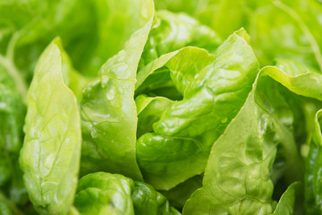 Fresh green Lettuce salad background