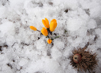 Yellow crocus in snow