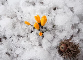 Photo sur Plexiglas Crocus Yellow crocus in snow