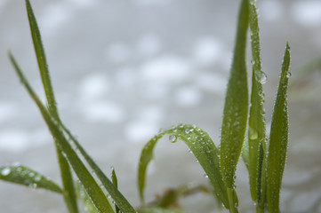 Frost on plant