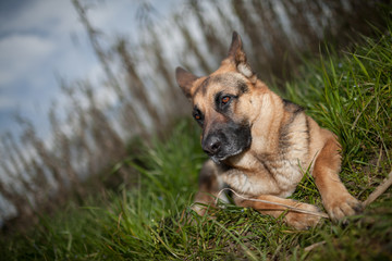 German Shepherd portrait 