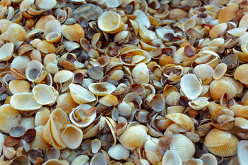 sea shells background