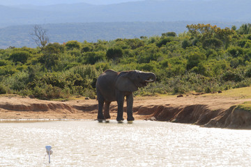 Elephant drinking water from waterhole