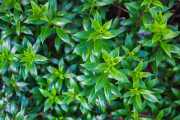 green leaf background
