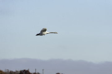 Adult mute swan in flight
