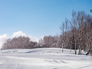 晴れた日のスキー場 / 北海道 札幌市