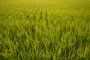 水田　お米　RICE