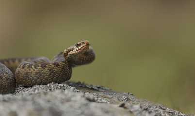 Common Adder
