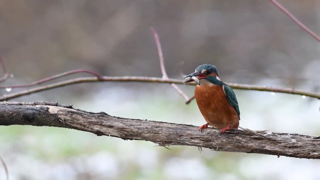 Common kingfisher (Alcedo atthis) with a fish in its beak