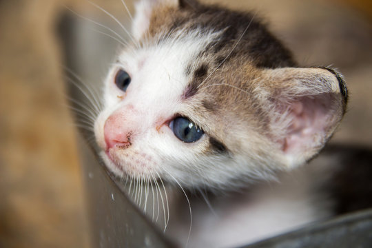 Cute kitten with blue eyes (soft focus)