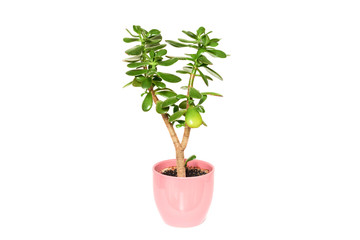 Crassula flower succulent  plant in pot isolated on white background