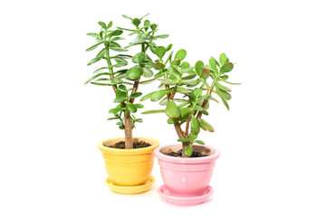 Crassula flower succulent  plant in pot isolated on white background