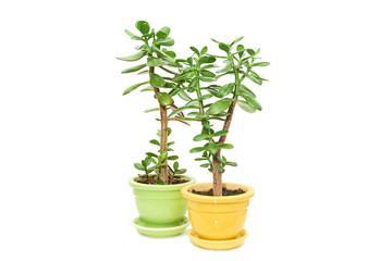 Crassula flower succulent  plant in pot isolated on white background