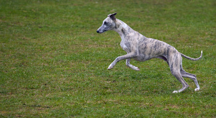 Running Whippet