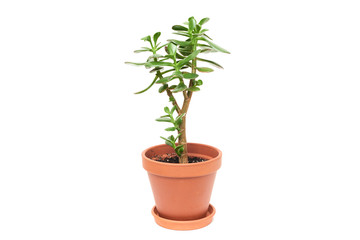 Crassula flower succulent  plant in pot isolated on white background