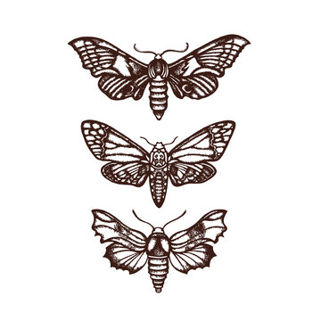 Smerinthus ocellatus. Sphingidae. Insect. The biological illustration. Wildlife. Entomology. Hand drawn. Raster copy.