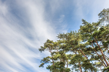 pine trees in anmyeondo2