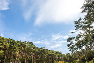 pine trees in anmyeondo3