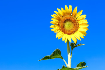 Naklejka premium Closeup beautiful sunflower over the beautiful blue sky