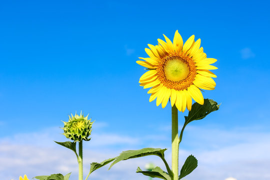 Closeup beautiful sunflower over the beautiful blue sky