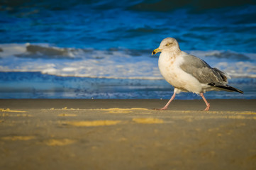 Seagull