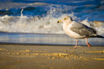 Seagull