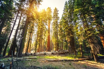 Gordijnen Old redwood  in Sequoia National Park © Nomad_Soul