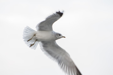 Seagull in flight
