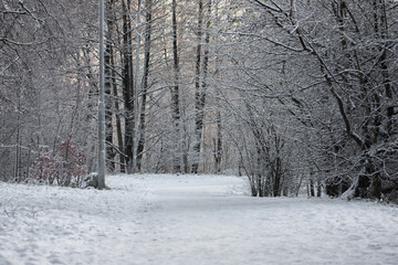 Pathway in the snow