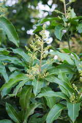 Fototapeta premium green yellow mango flowers on the tree
