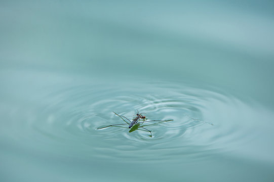 common pond skater with ant on a blue water surface