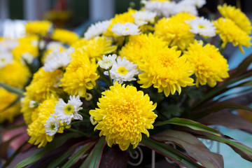  close up yellow chrysanthemums