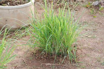 Lemon grass plantation in garden.Lemon grass one of thai ingredi