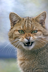 European Wildcat hissing, head  close up