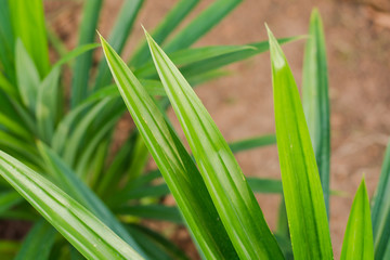 Green Pandan Leaves , Thai Herb
