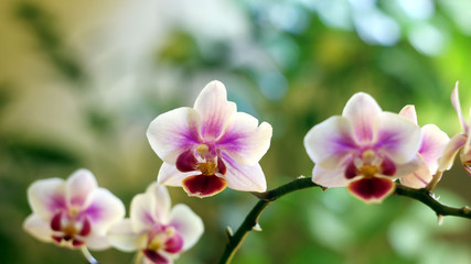 Orchidaceae