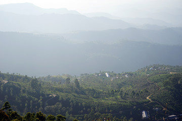 Tea plantation on the hills