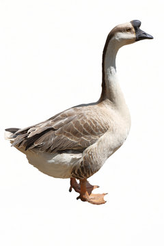 chinese goose isolated
