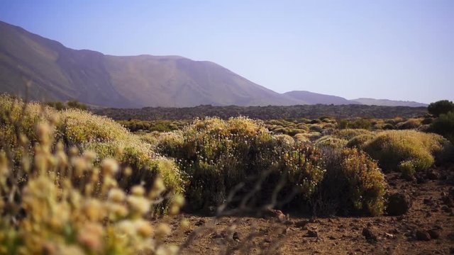 Small bushes on a background of mountains in the desert