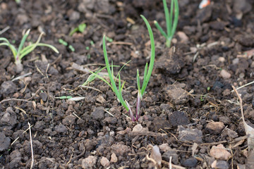 Spring onions growing in the soil