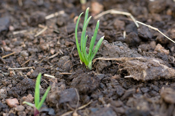 Spring onions growing in the soil
