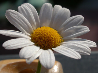 Blume in Sonne