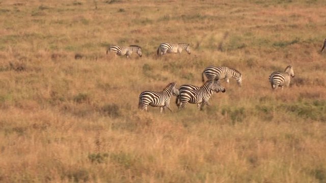 CLOSE UP: Wild zebras running in group across savannah field at golden sunset