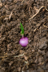 Spring onions growing in the soil