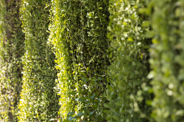 green fence in the sunlight