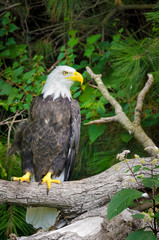 Bald Eagle