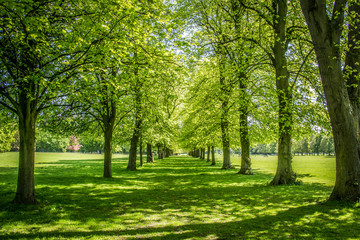 Fototapeta na wymiar Trees in Marbury Park near Northwich Cheshire UK