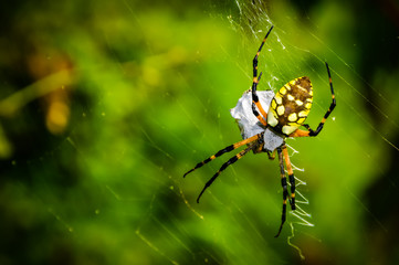 Garden Spider
