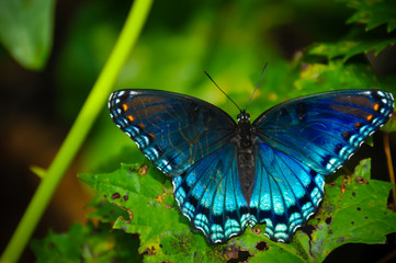 Blue Butterfly